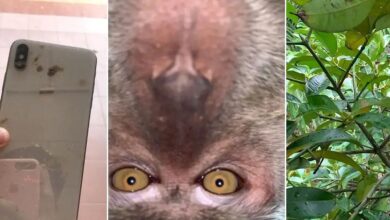 Monkey Takes Selfies With Man’s iPhone He Steals, Takes Selfies & Dumps It In The Jungle (Video)