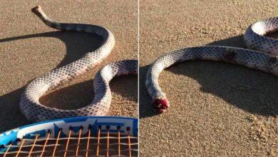 Australian Attacked By Headless Snake On Deserted Beach - Watch N Read