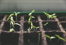 How to Start Your Home Gardening Journey Like Mine