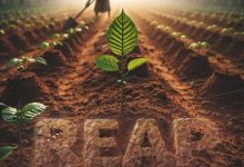 Larruso – Reap