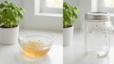 How to Get Rid of Gnats in Your House and Backyard: The Ultimate Guide