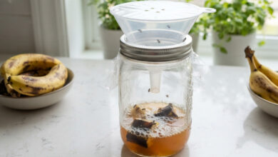 Homemade Fly Traps: Reclaim Your Kitchen Using Items You Already Have