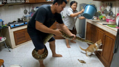 Pet Owner Wrestles Python With Bare Hands to Save Family Cat: A True Tale of Heroism